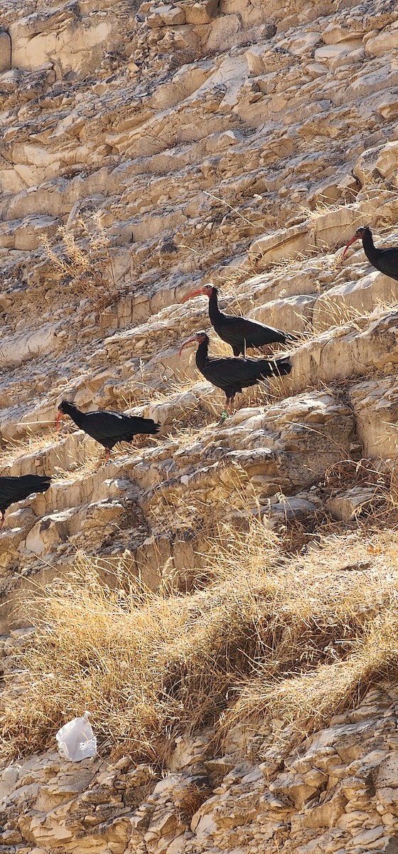 Northern Bald Ibis - ML624587415