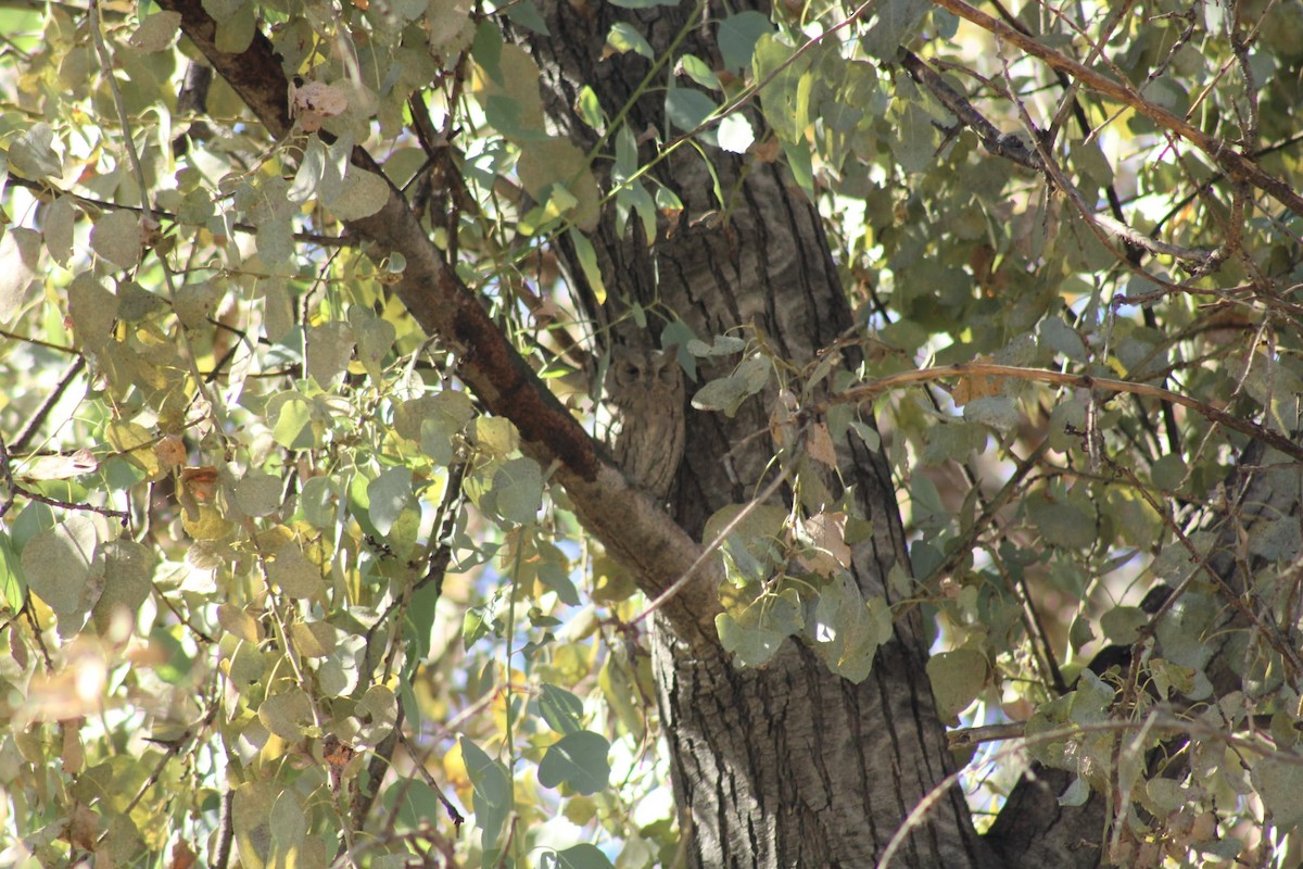 Pallid Scops-Owl - ML624587434