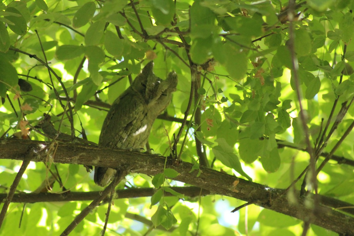 Pallid Scops-Owl - ML624587435
