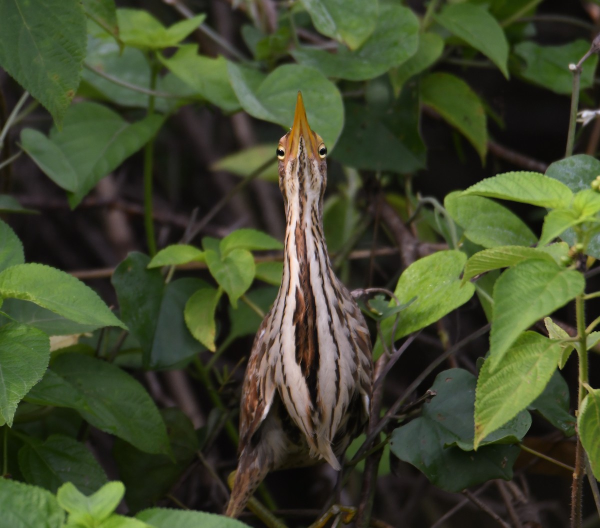 Cinnamon Bittern - ML624587437