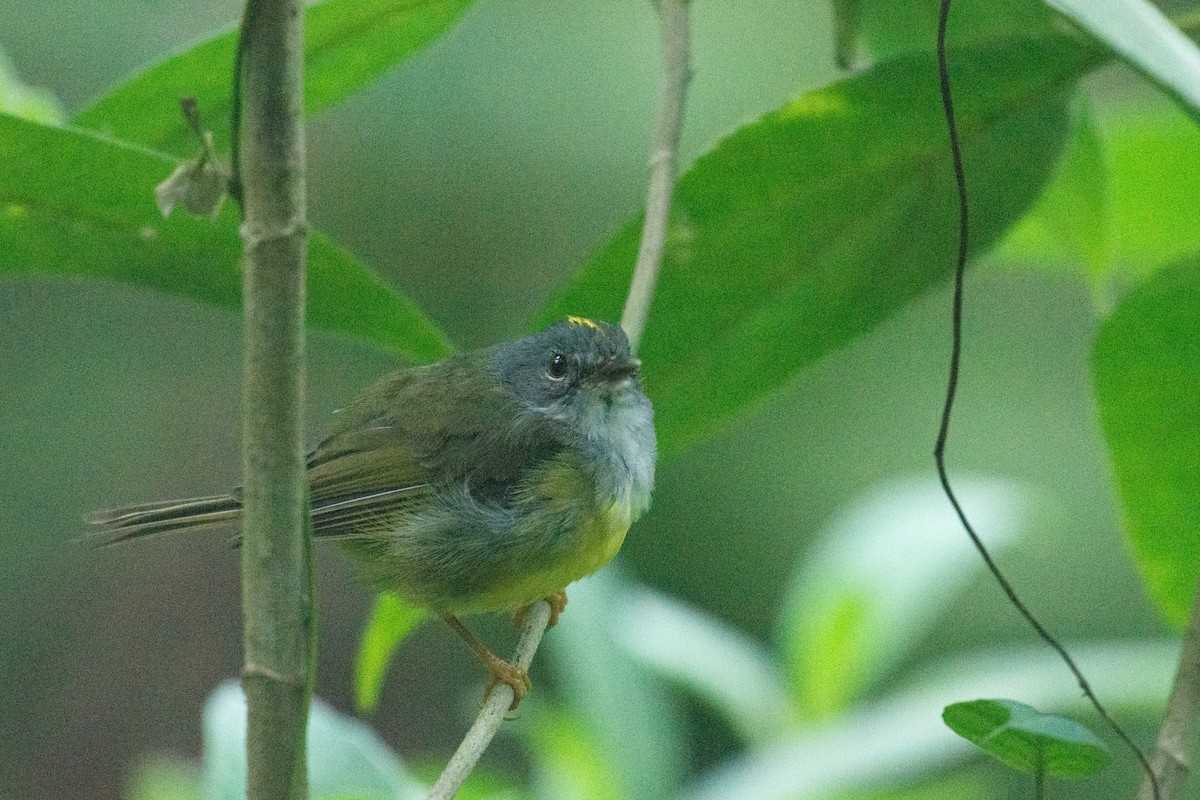 Gray-throated Warbler - ML624587444