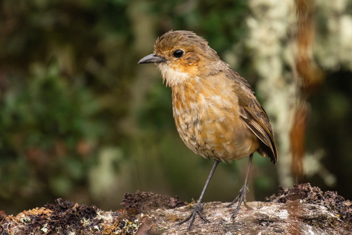 Boyaca Antpitta - ML624587457