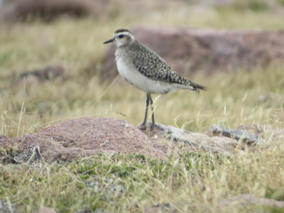 American Golden-Plover - ML624587514