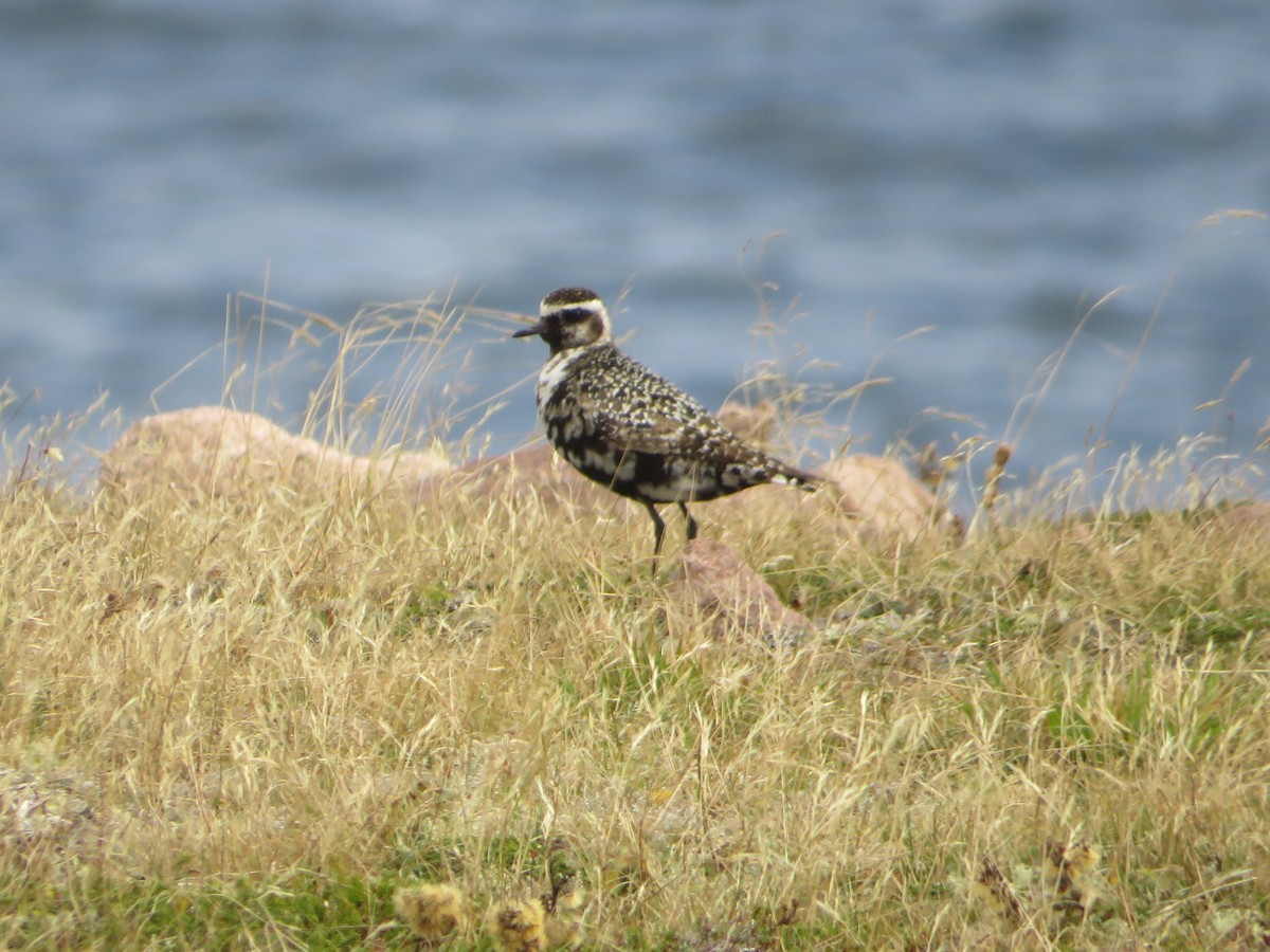 American Golden-Plover - ML624587515