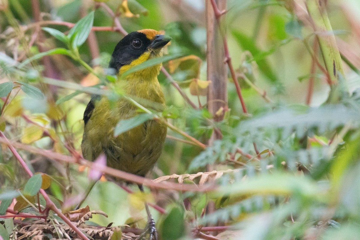 Yellow-breasted Brushfinch - ML624587550