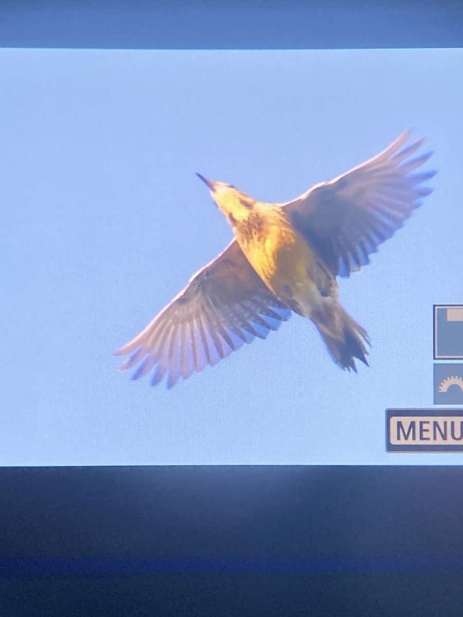 Eastern Meadowlark - ML624587641