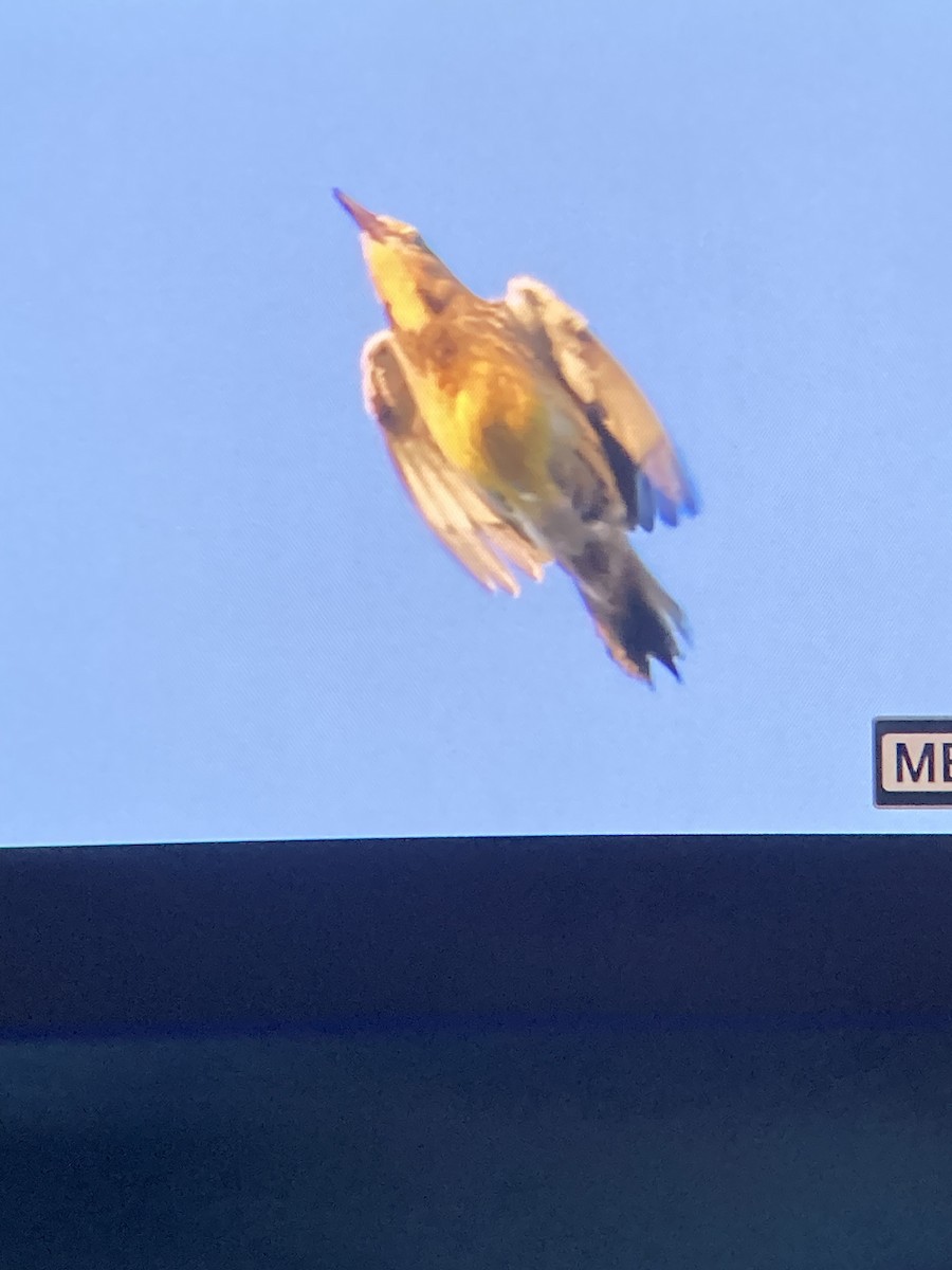 Eastern Meadowlark - ML624587642