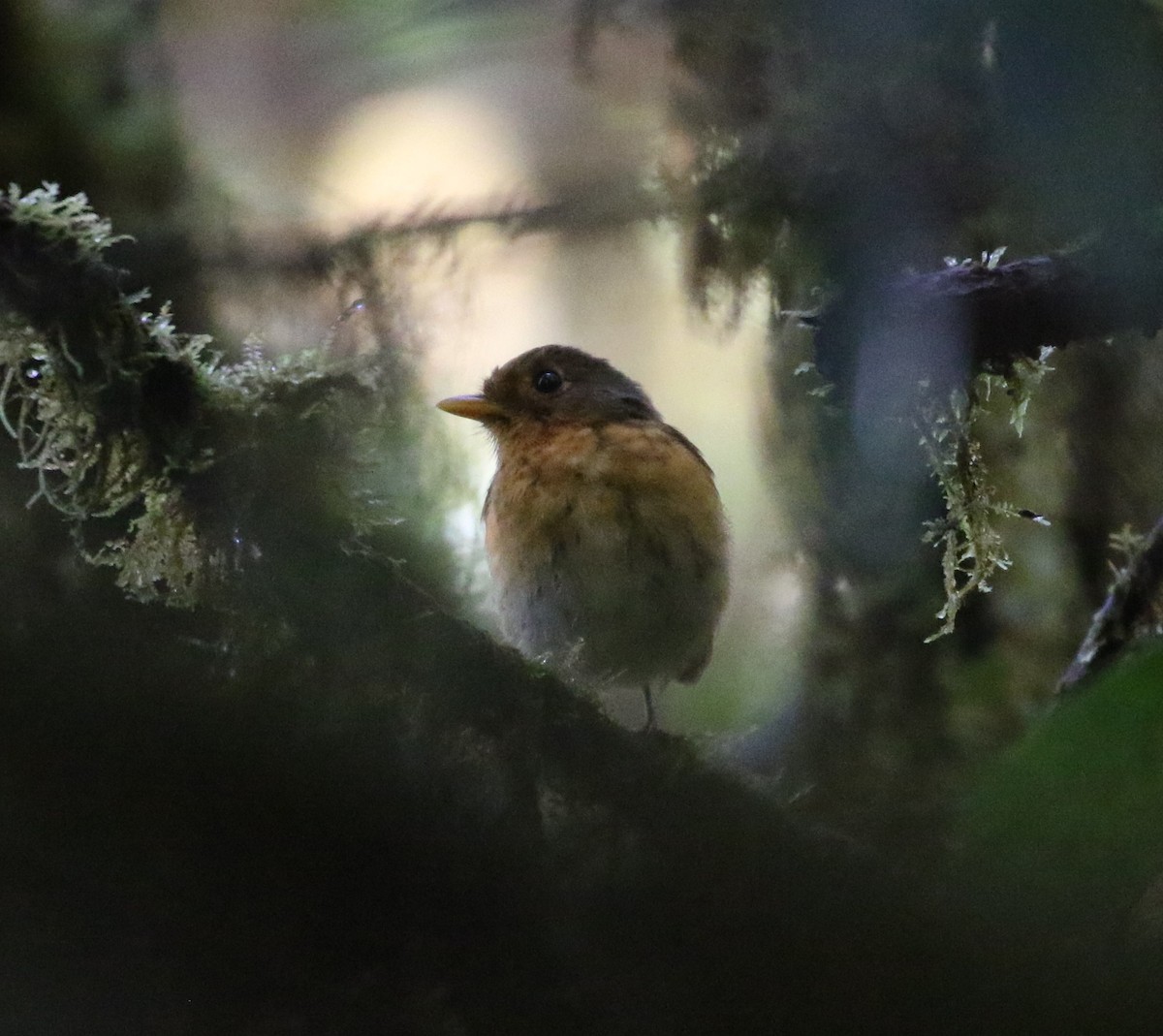 Ochre-breasted Antpitta - Don Coons