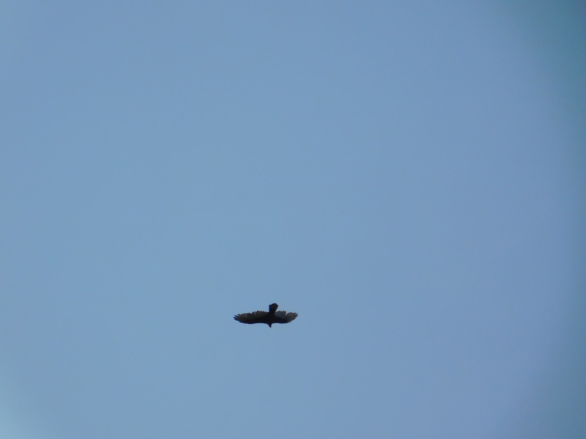 Turkey Vulture - ML624587724