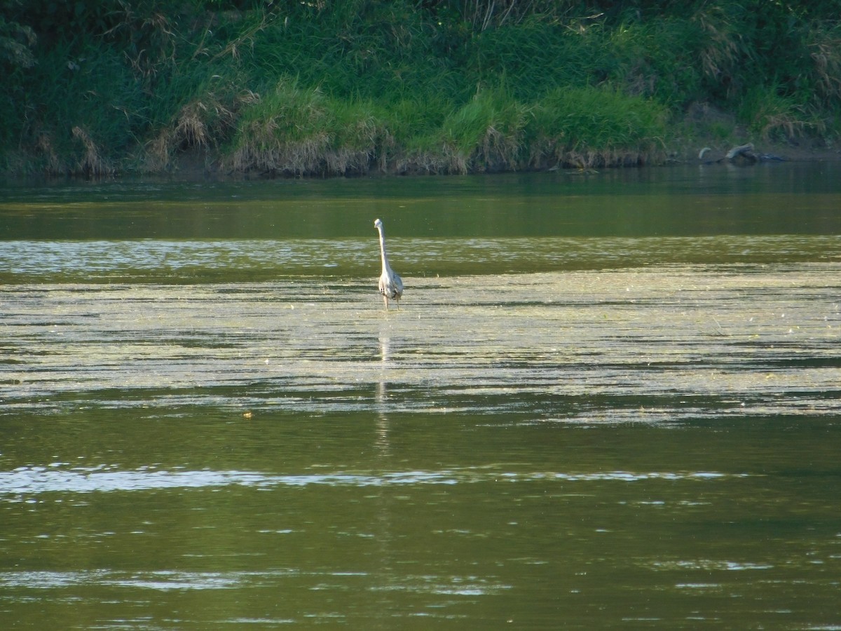 Great Blue Heron - ML624587743