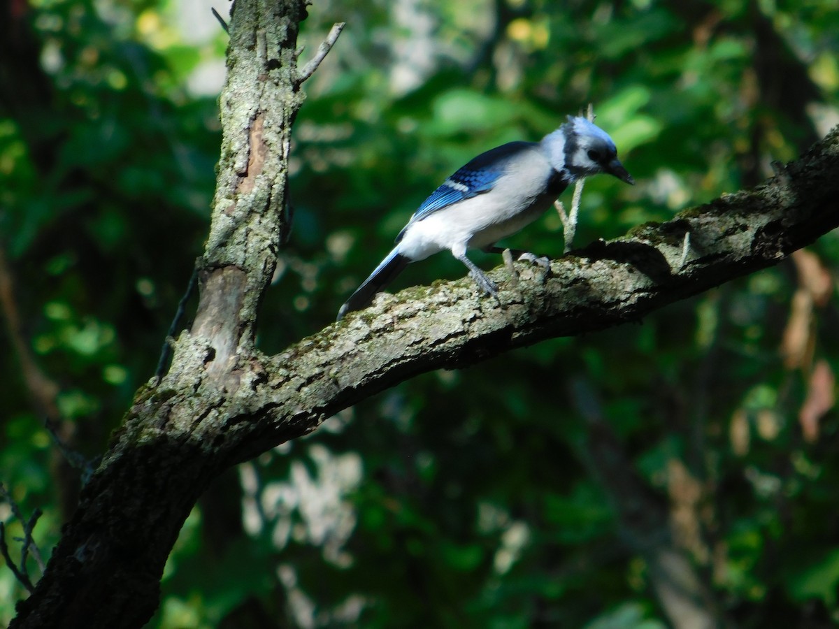 Blue Jay - ML624587745