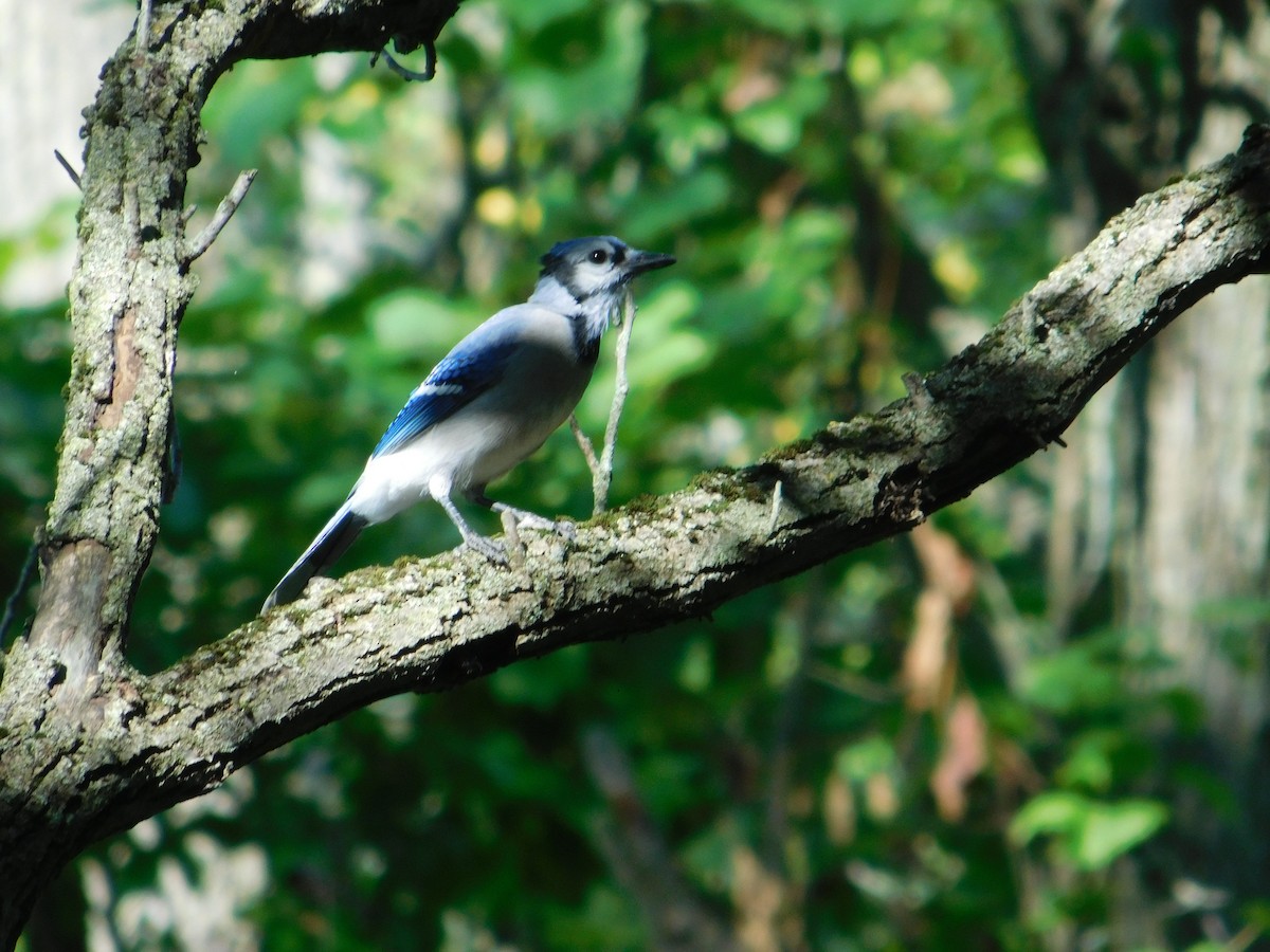 Blue Jay - ML624587767