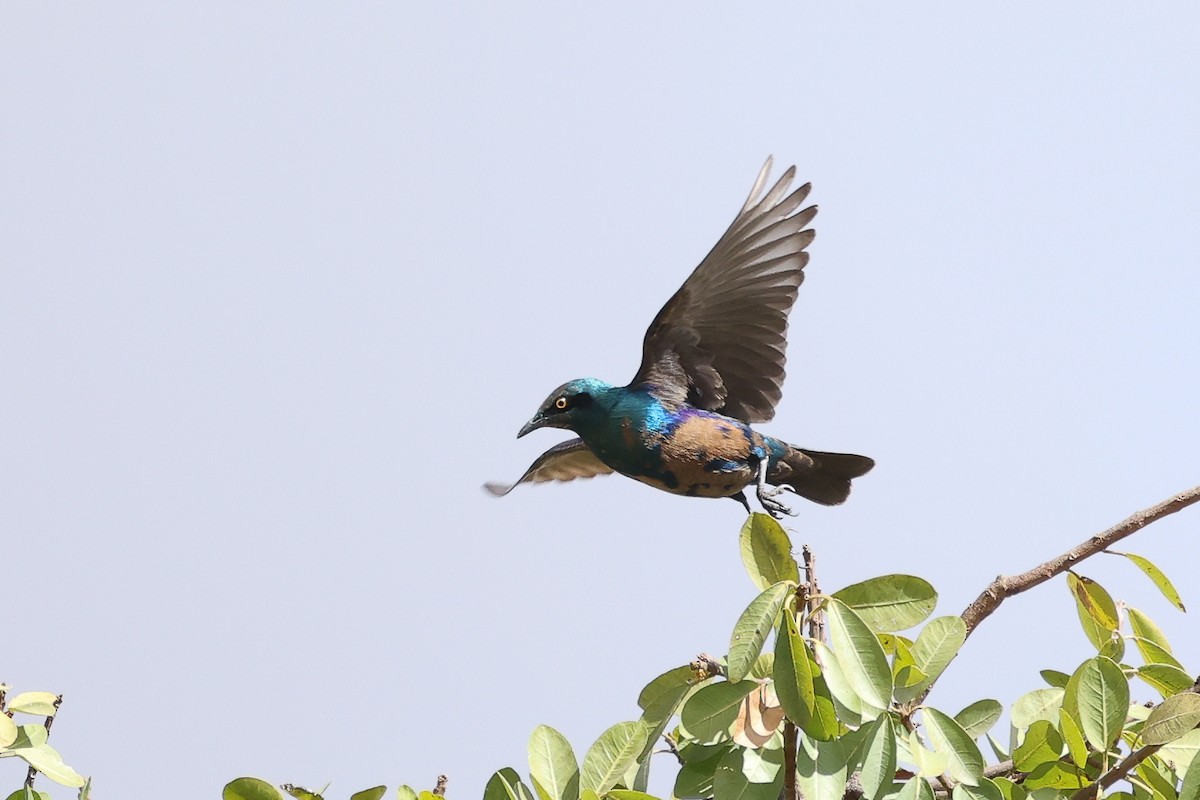 Lesser Blue-eared Starling - ML624587770