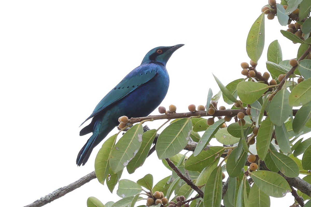 Lesser Blue-eared Starling - ML624587771