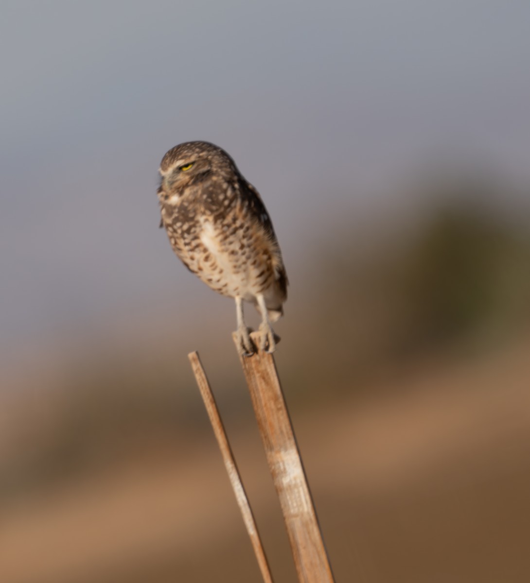 Burrowing Owl - ML624587782