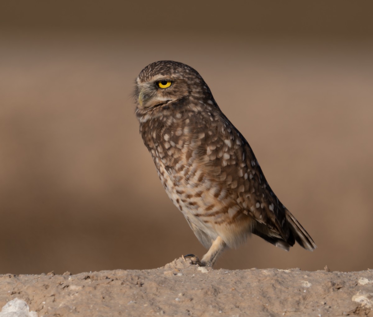 Burrowing Owl - ML624587784