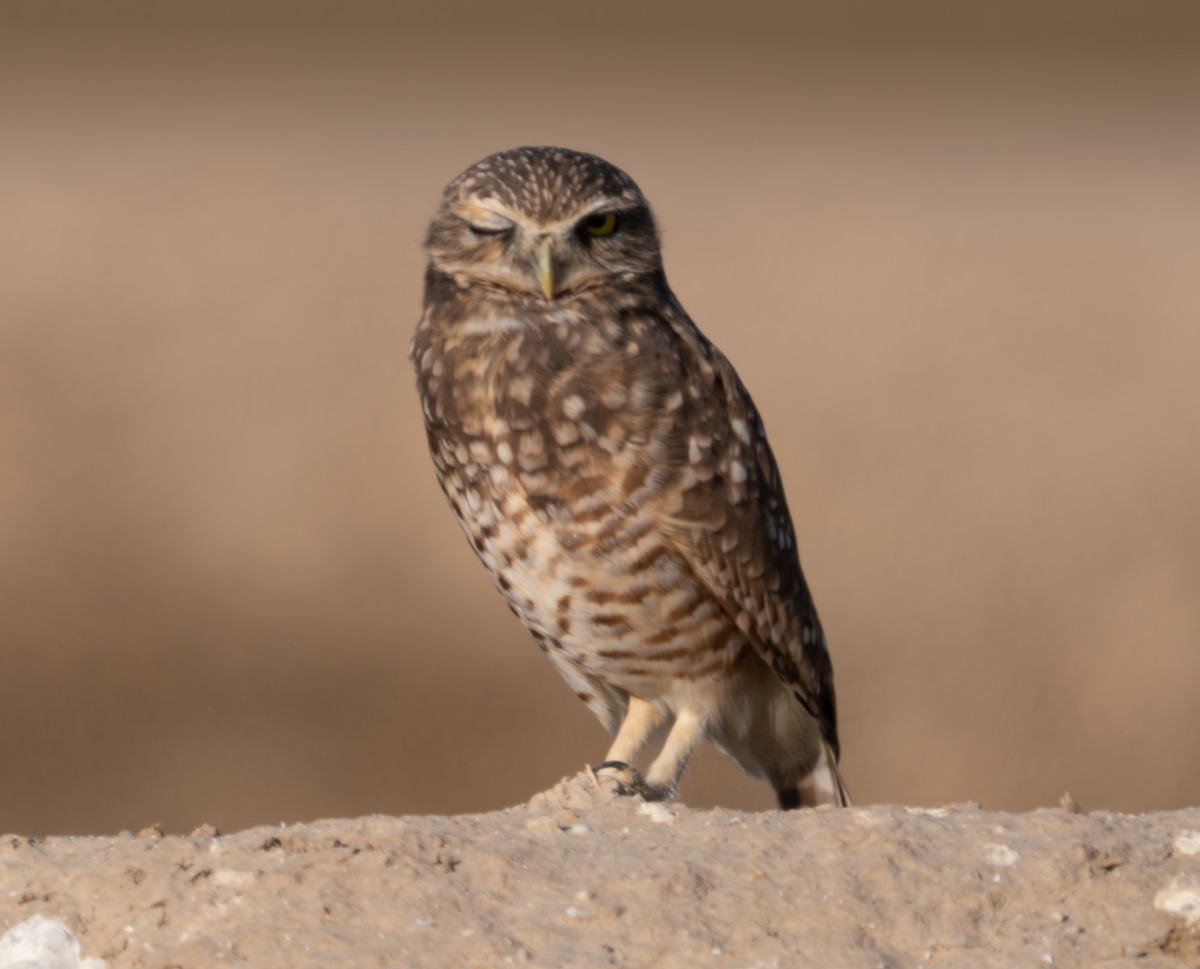 Burrowing Owl - ML624587785