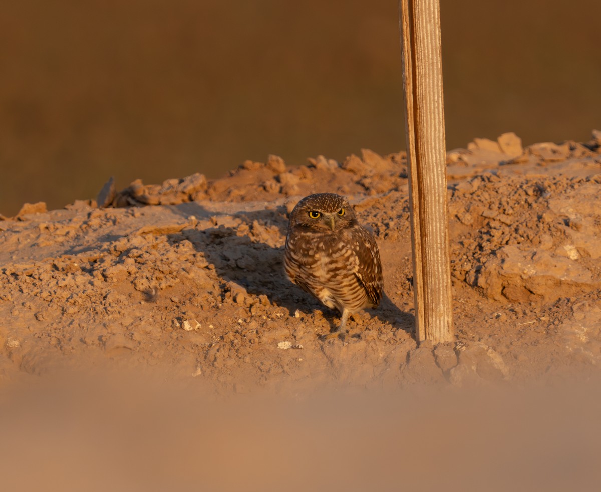 Burrowing Owl - ML624587786