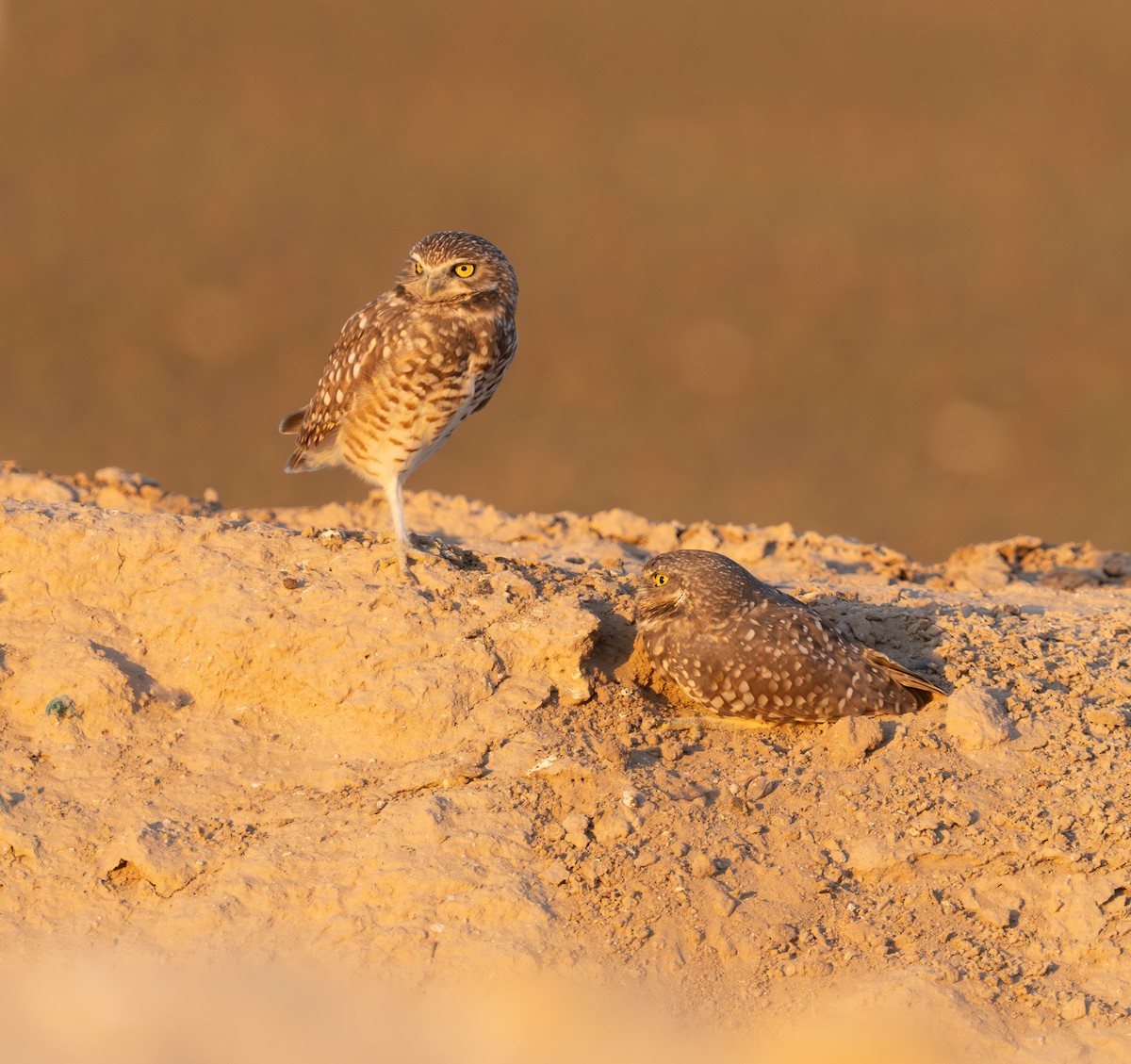 Burrowing Owl - ML624587787