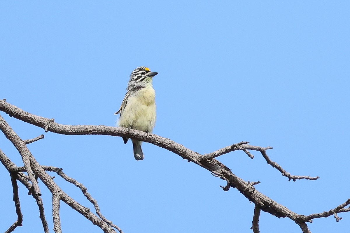 Yellow-fronted Tinkerbird - ML624587788