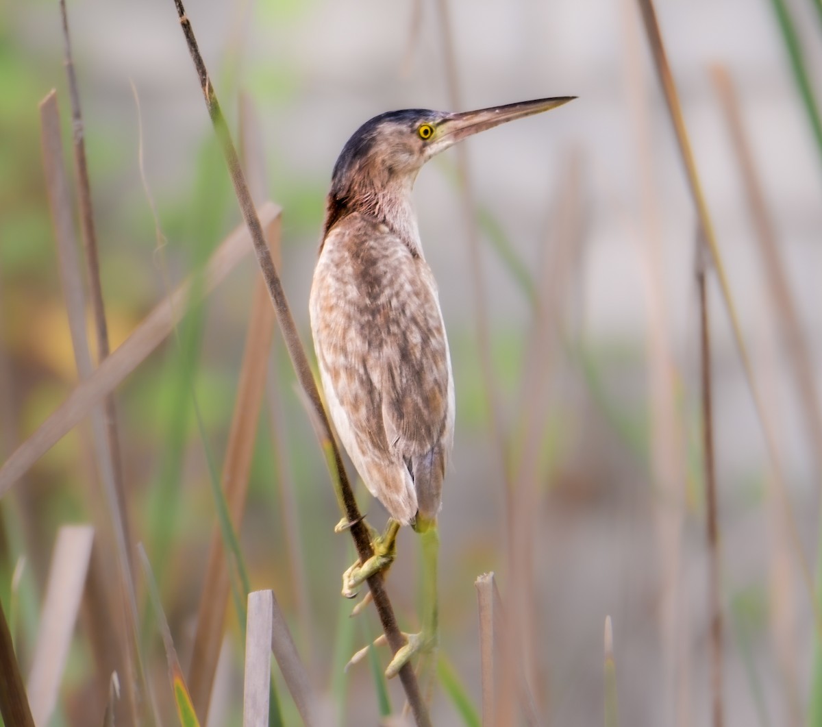 Yellow Bittern - ML624587795