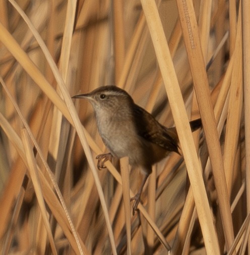 Marsh Wren - ML624587839