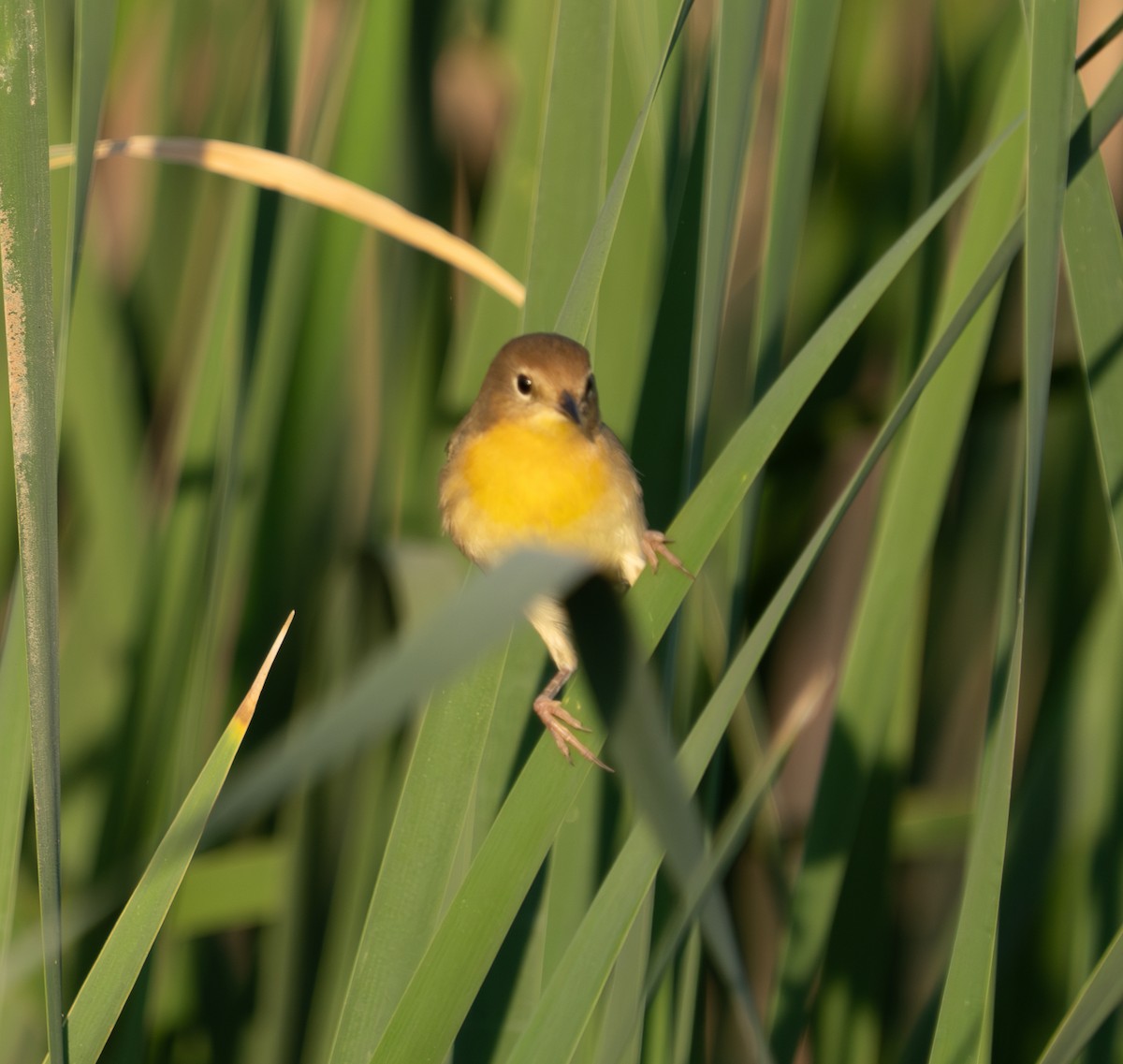 Common Yellowthroat - ML624587847