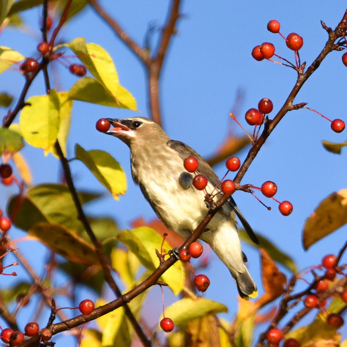 Cedar Waxwing - ML624587861