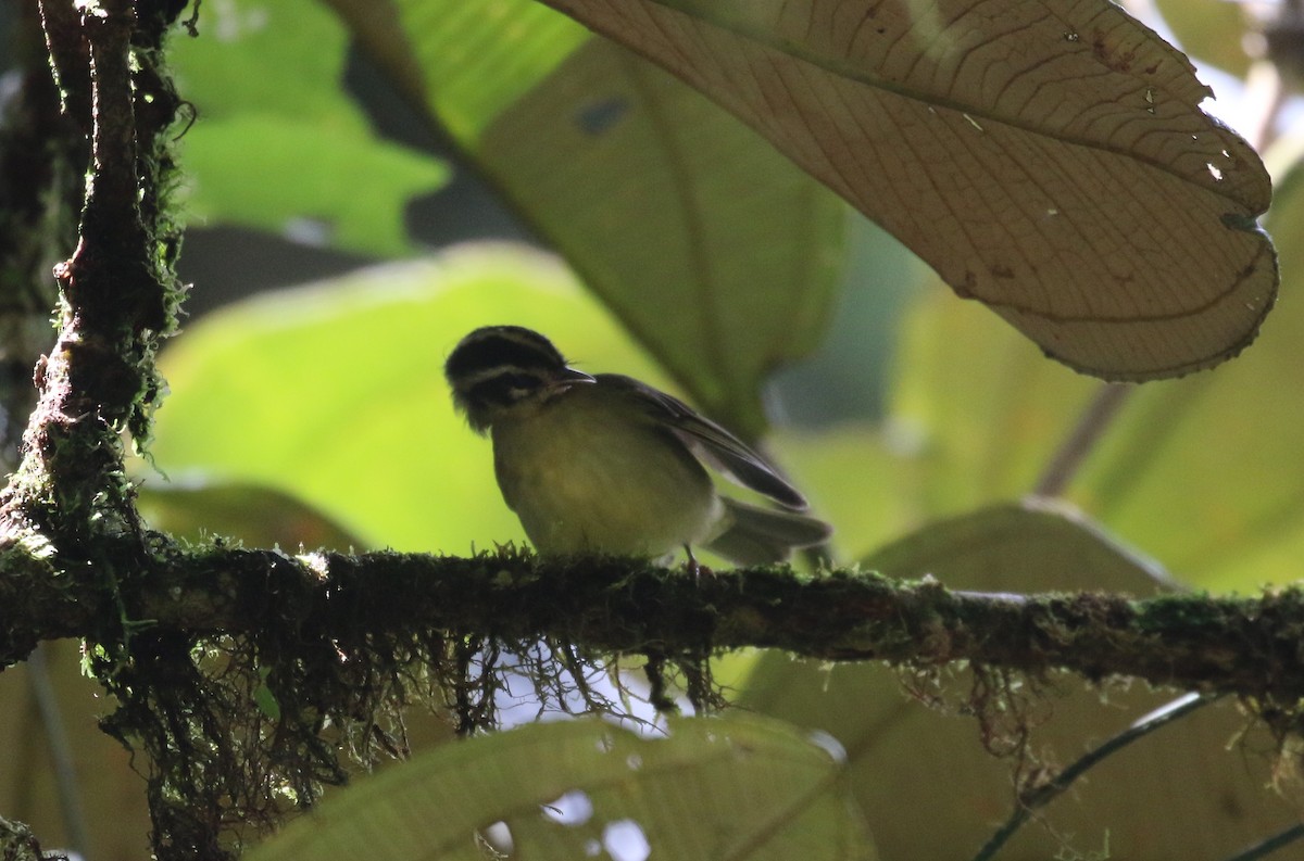 Three-striped Warbler (daedalus) - ML624587901