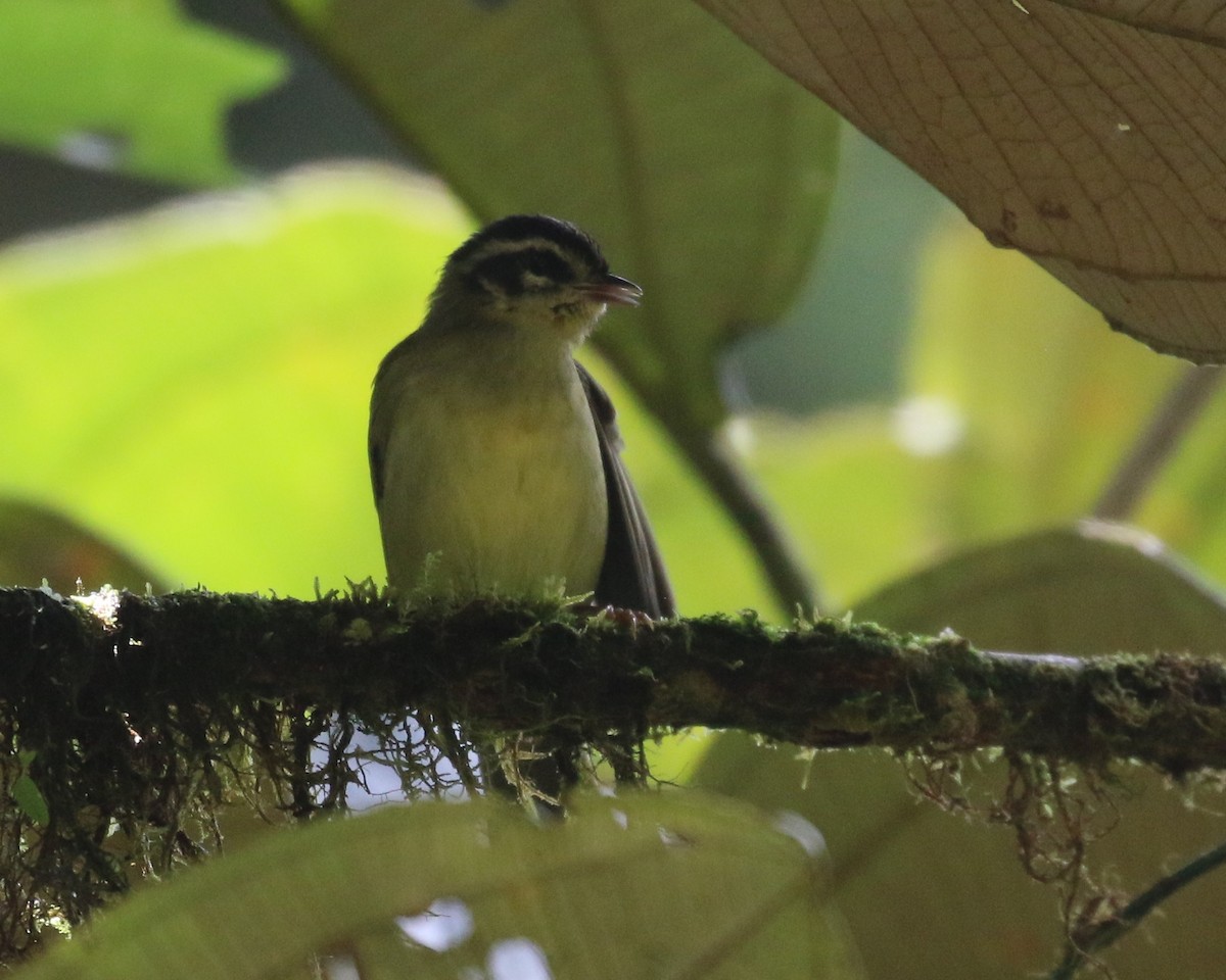 Three-striped Warbler (daedalus) - ML624587911