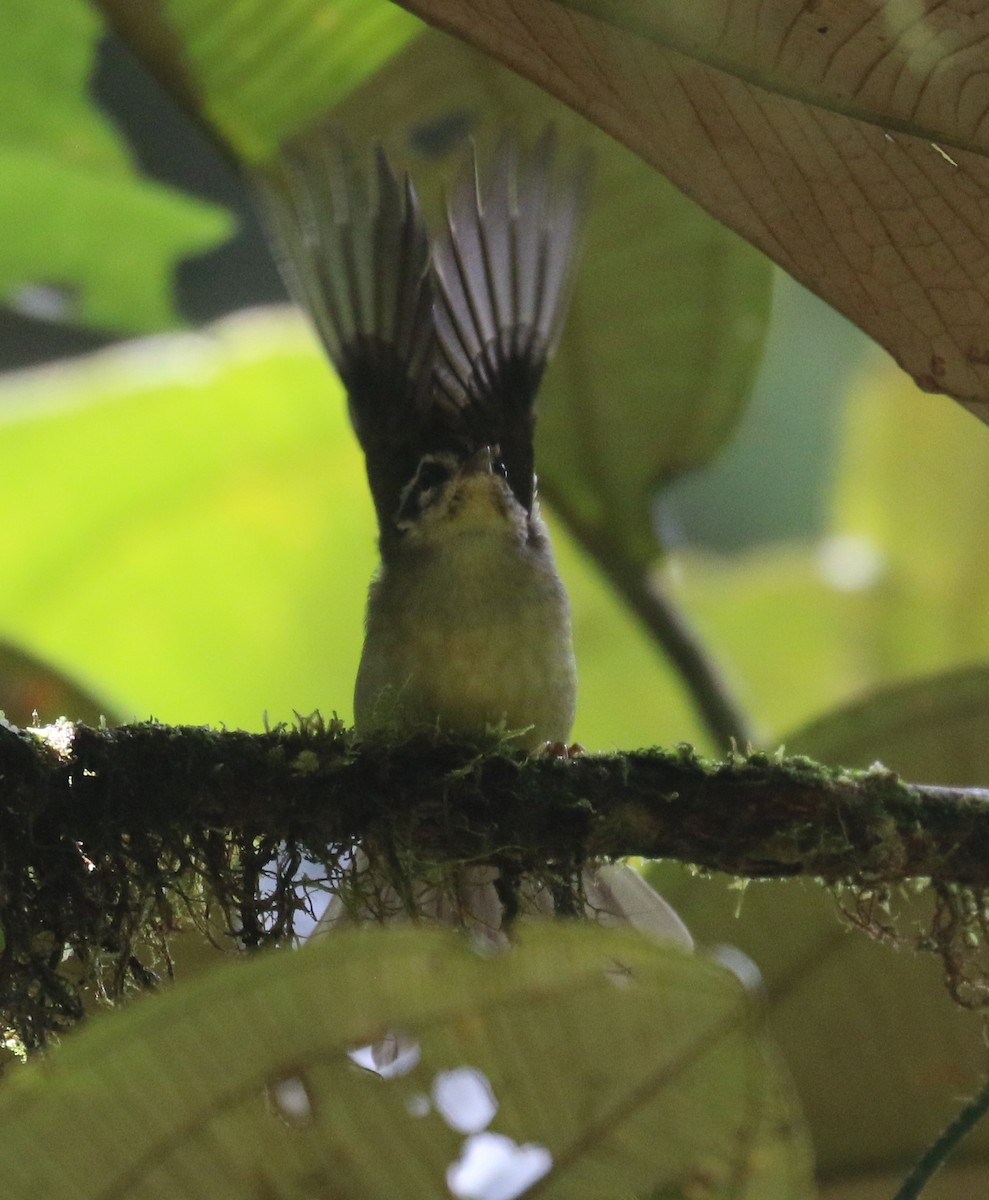 Three-striped Warbler (daedalus) - ML624587914