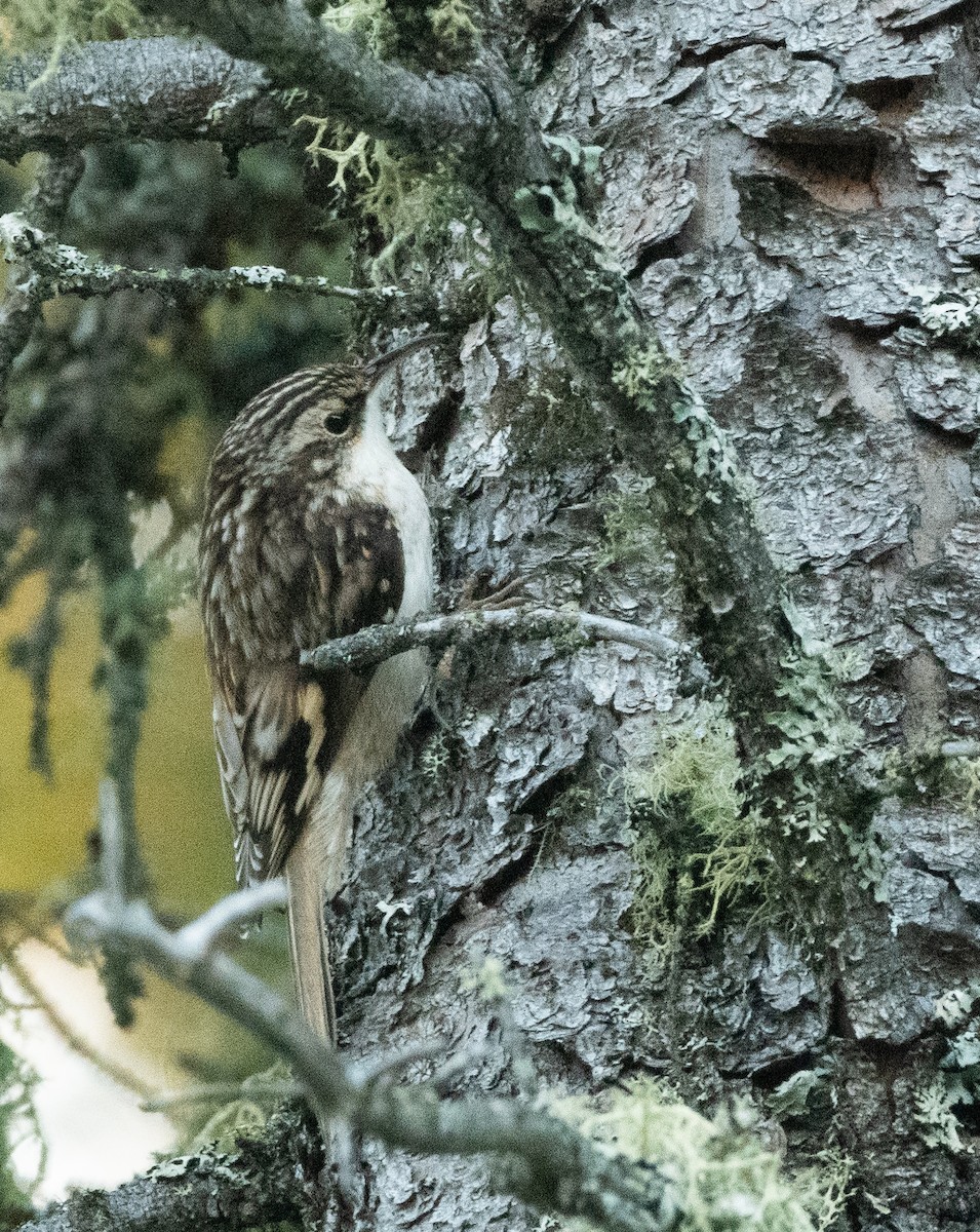 Brown Creeper - ML624587948