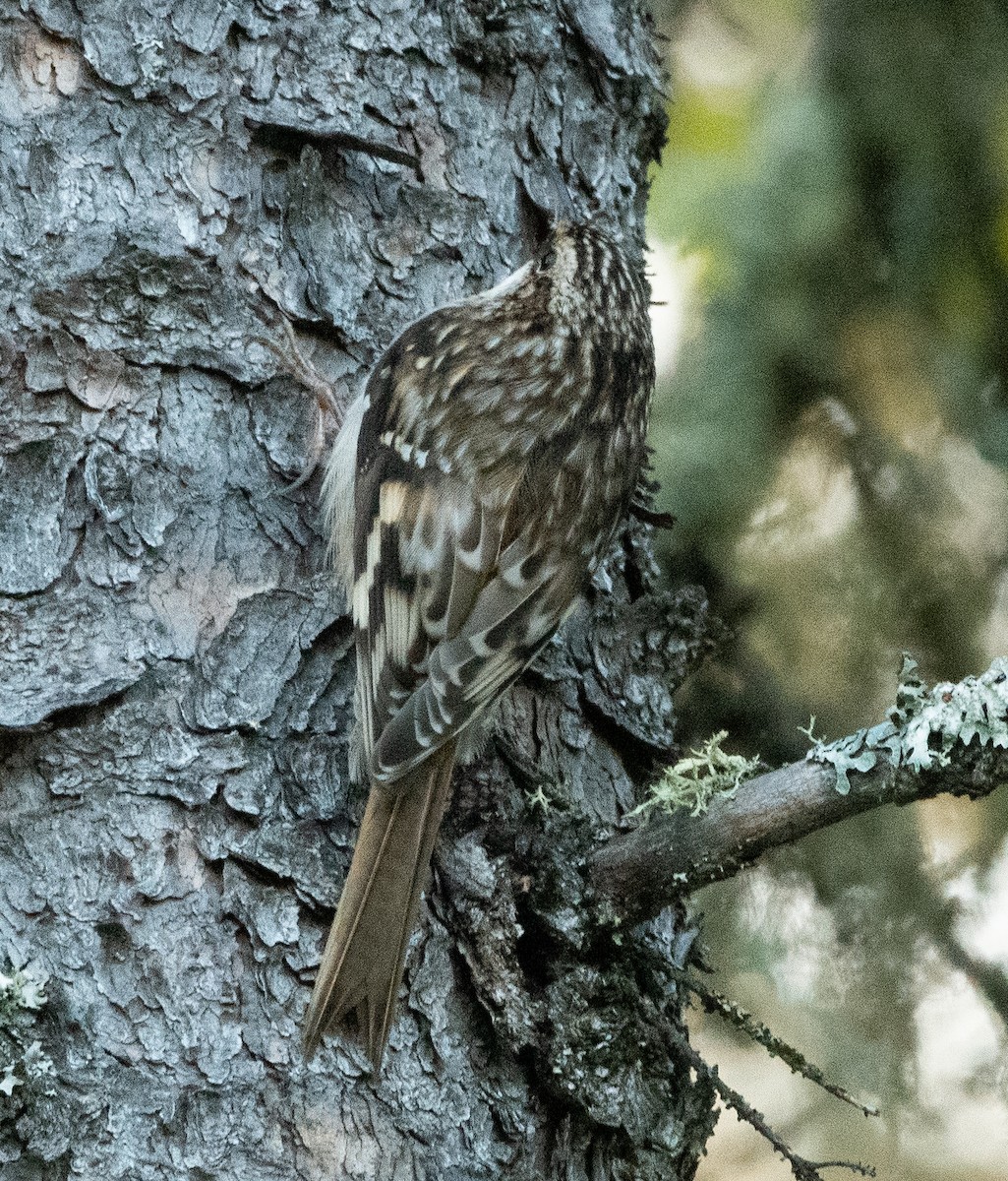 Brown Creeper - ML624587962