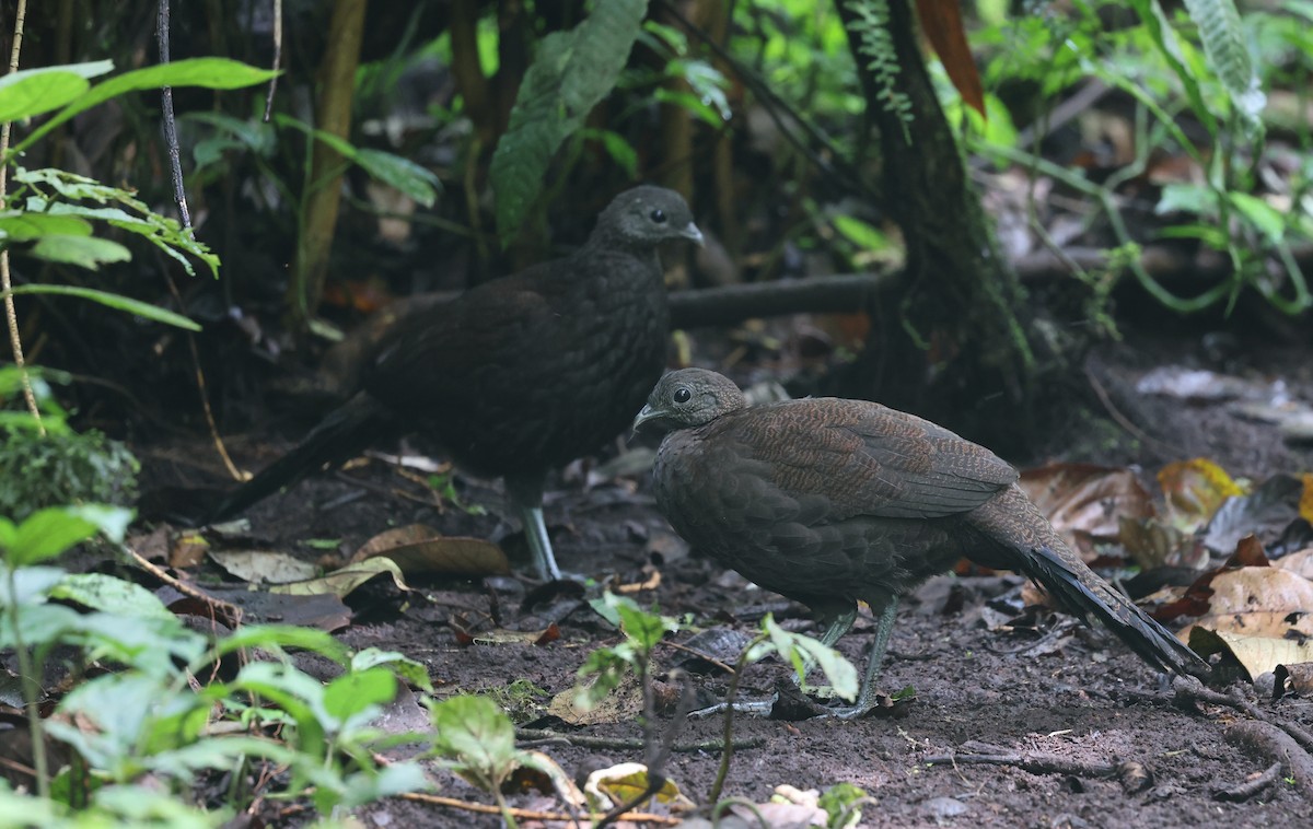 Bronze-tailed Peacock-Pheasant - ML624587996