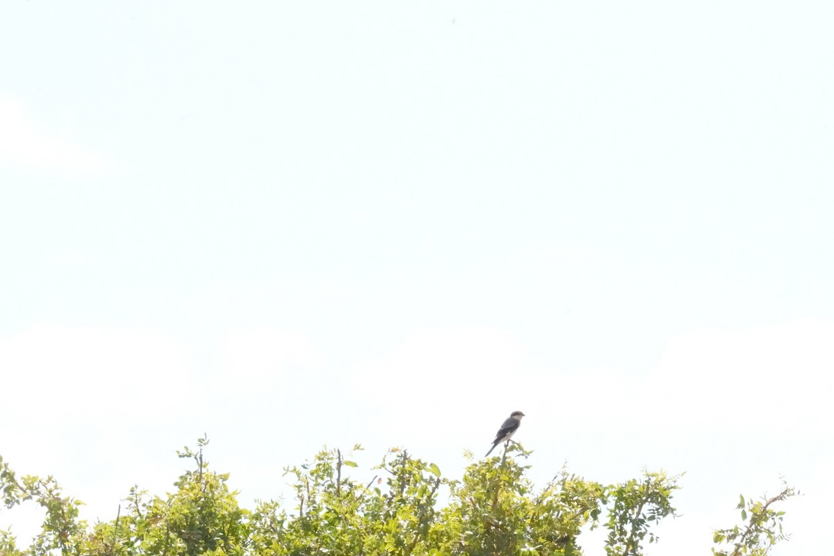 Lesser Gray Shrike - ML624588005