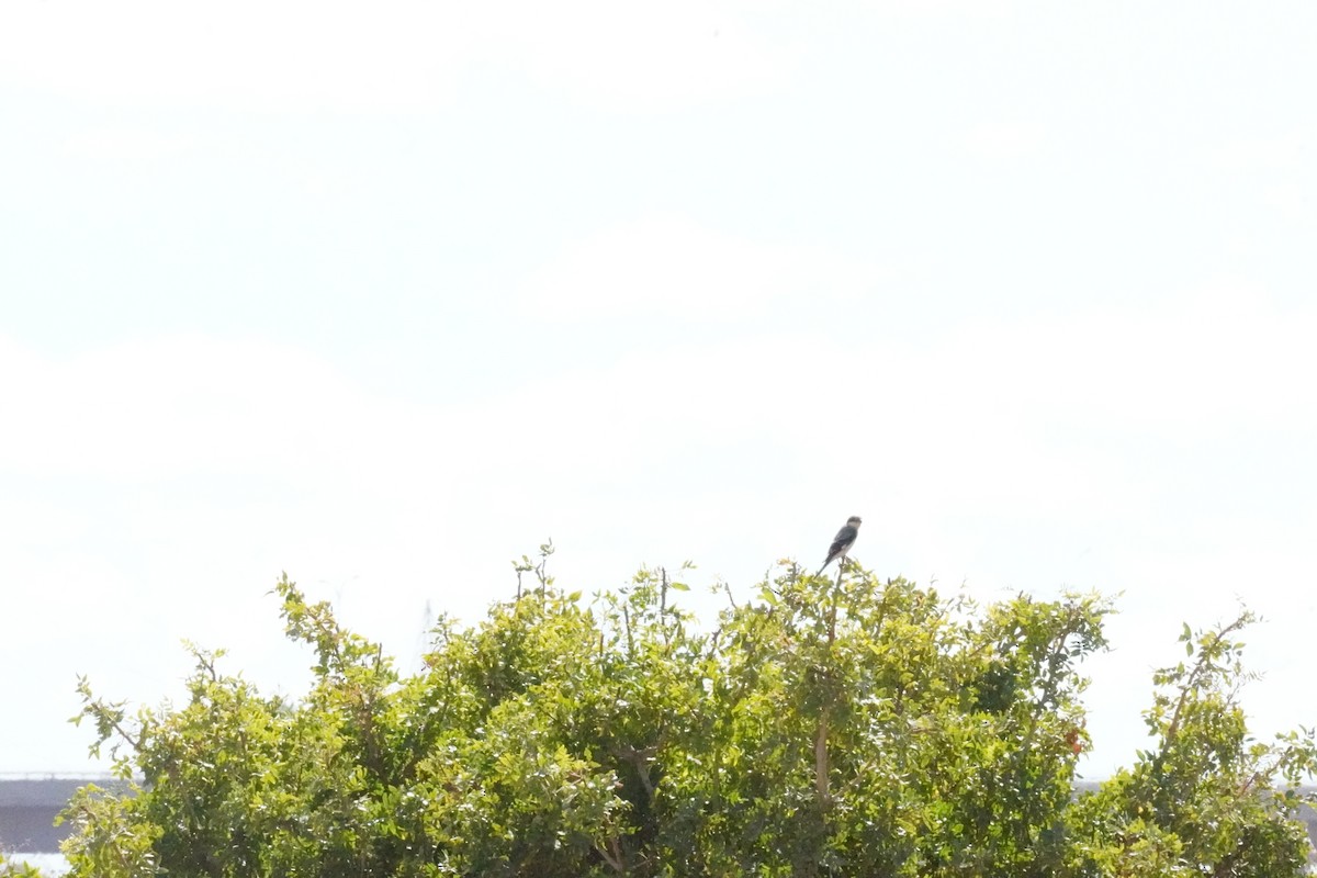 Lesser Gray Shrike - ML624588015