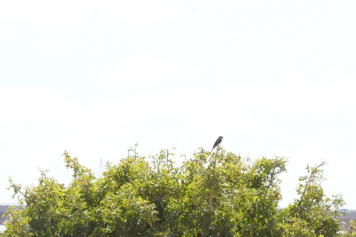 Lesser Gray Shrike - ML624588016