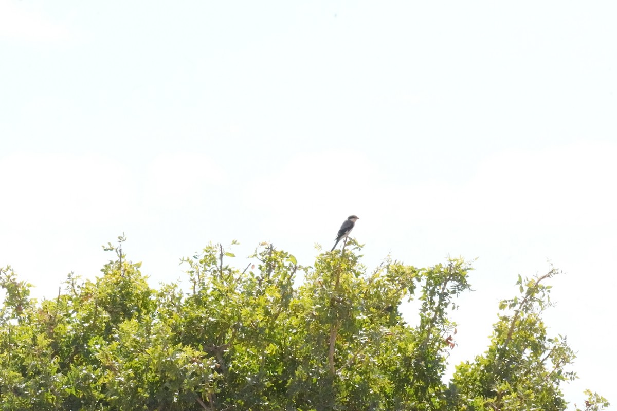 Lesser Gray Shrike - Wandrille Ferrand