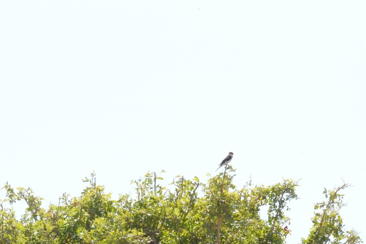 Lesser Gray Shrike - ML624588019