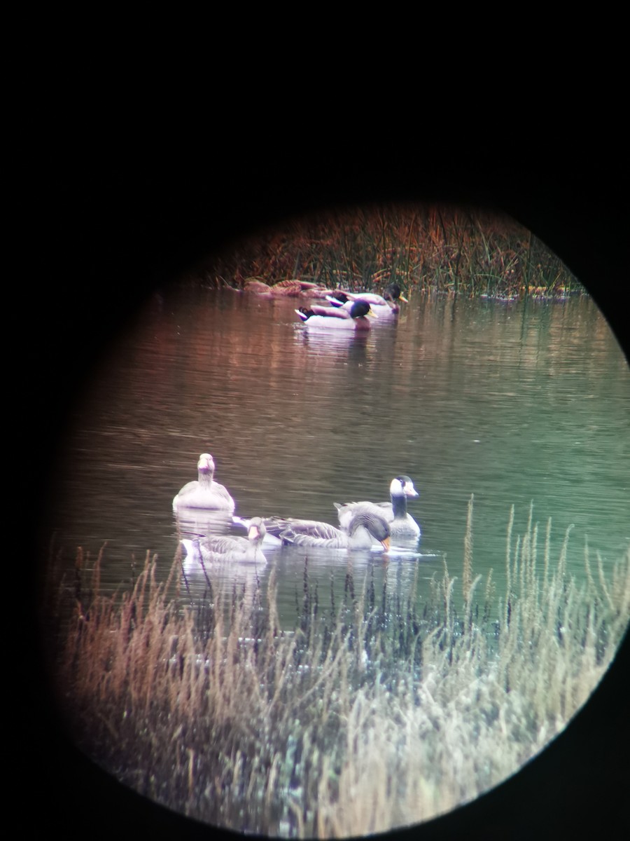 Domestic goose sp. x Canada Goose (hybrid) - ML624588020