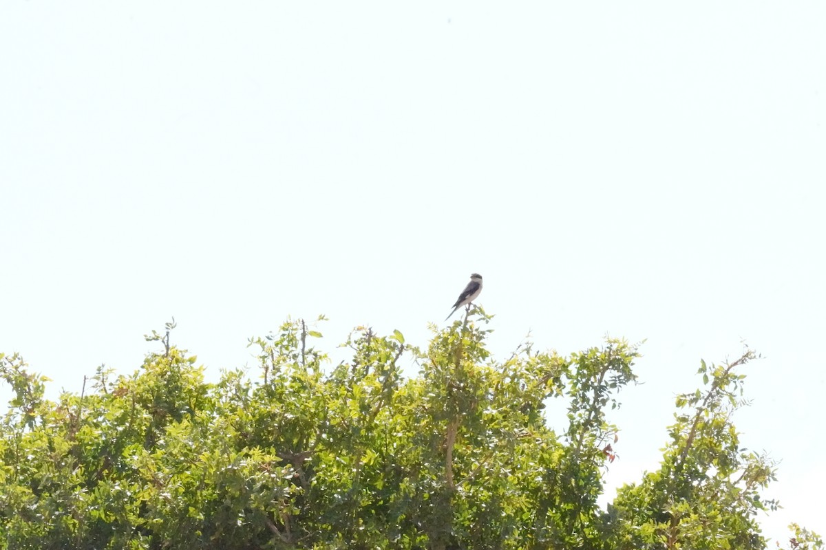 Lesser Gray Shrike - ML624588021