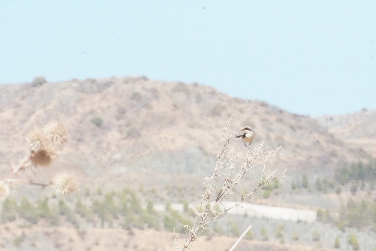 Lesser Gray Shrike - ML624588022