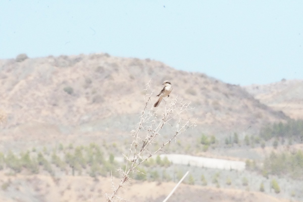 Lesser Gray Shrike - ML624588023