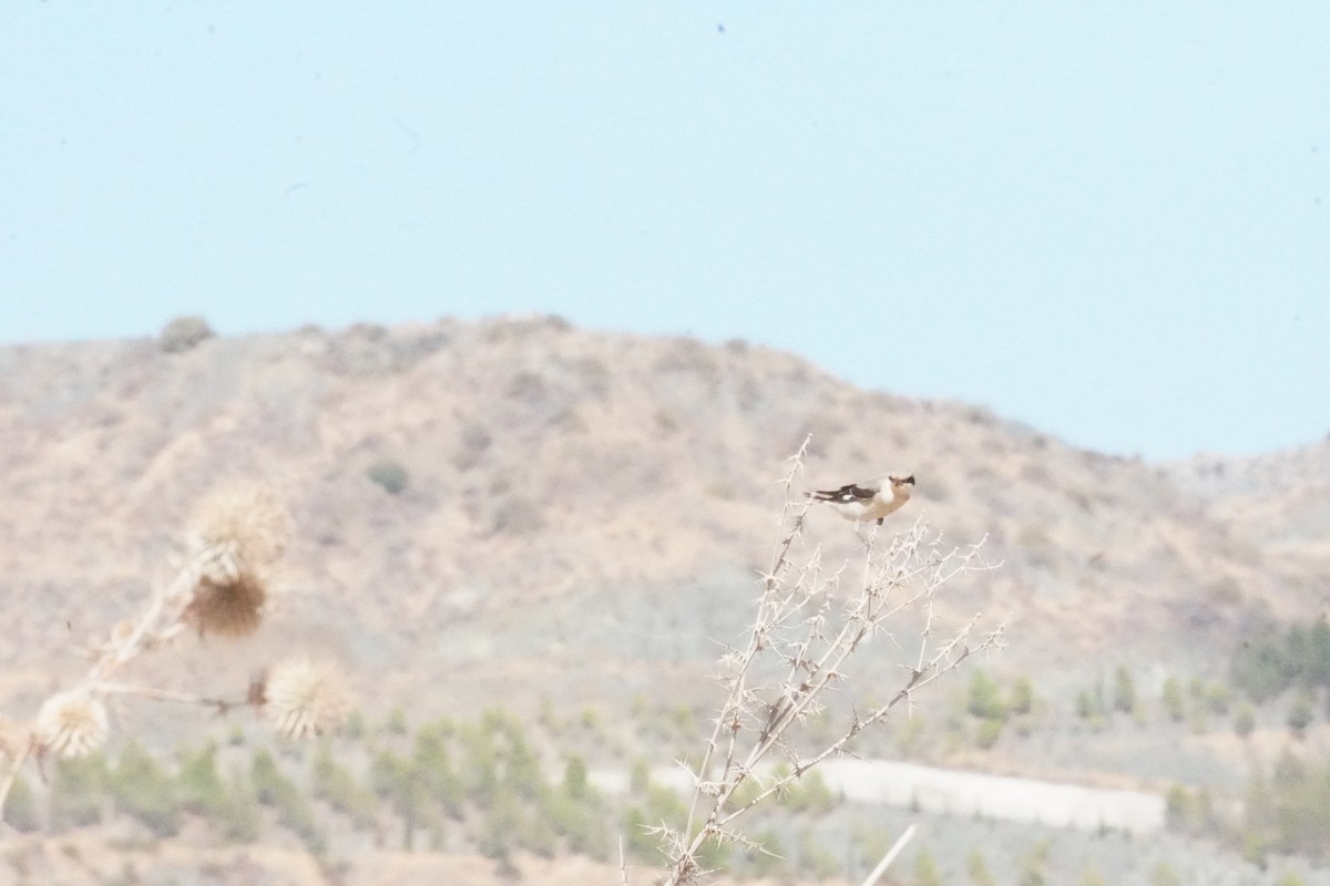 Lesser Gray Shrike - ML624588024