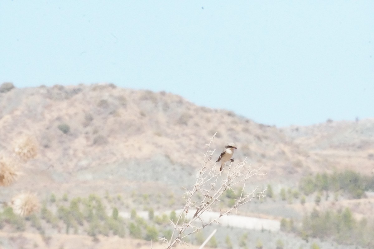 Lesser Gray Shrike - ML624588025