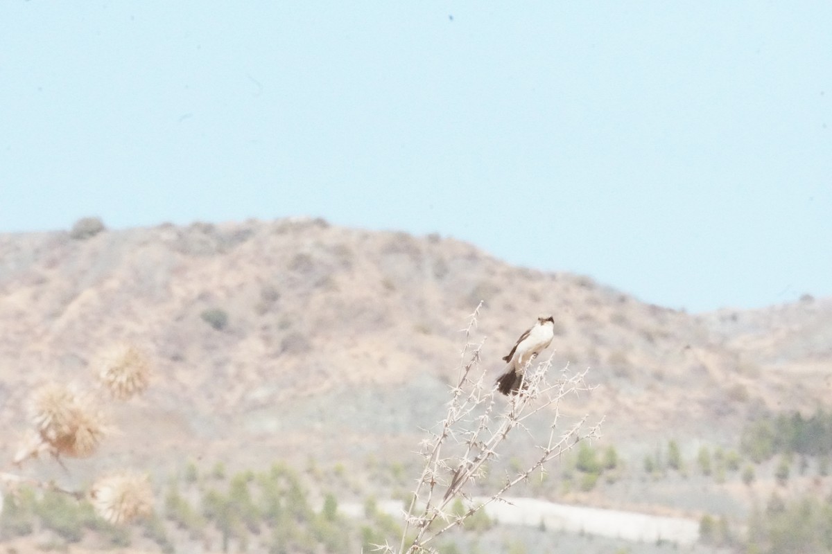 Lesser Gray Shrike - Wandrille Ferrand