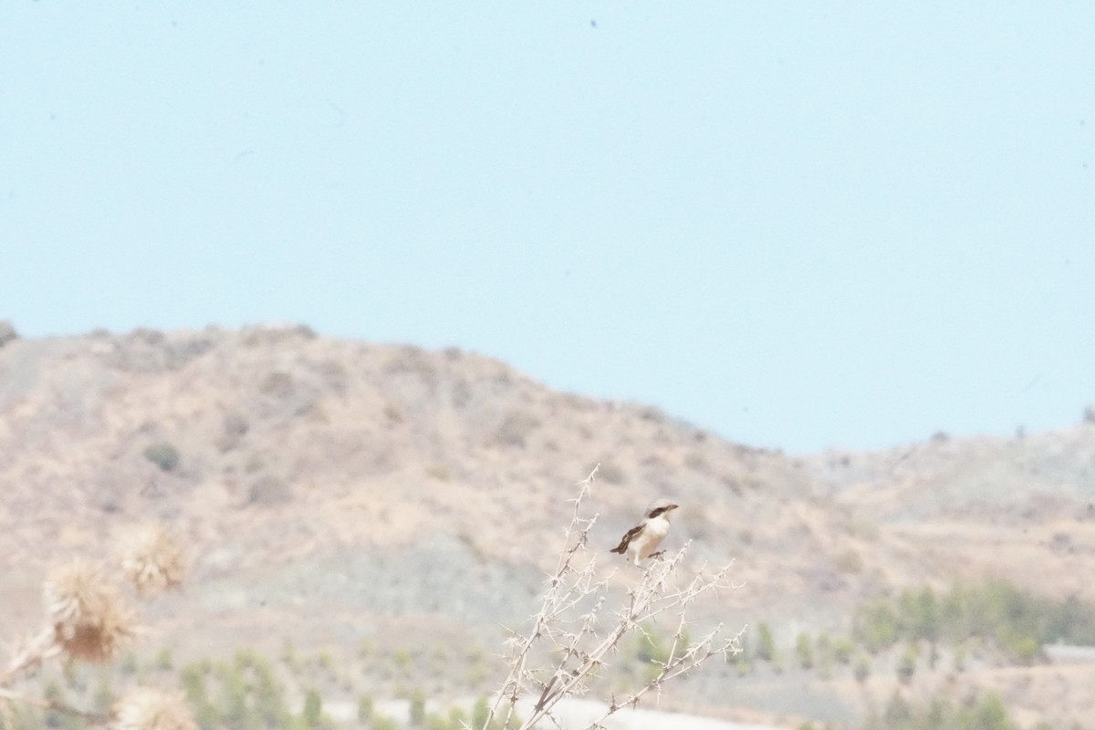 Lesser Gray Shrike - ML624588027