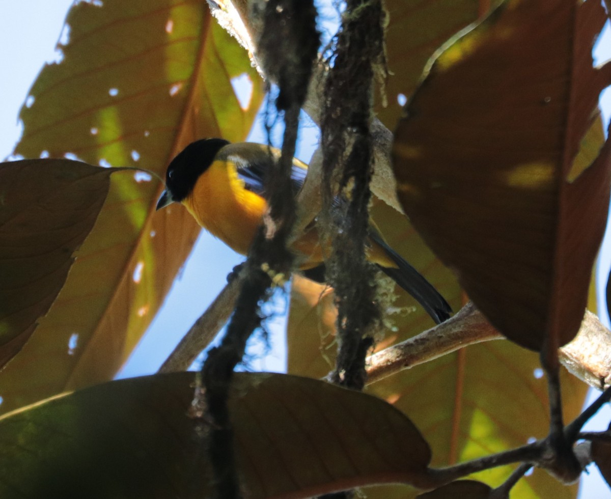 Black-chinned Mountain Tanager - ML624588028