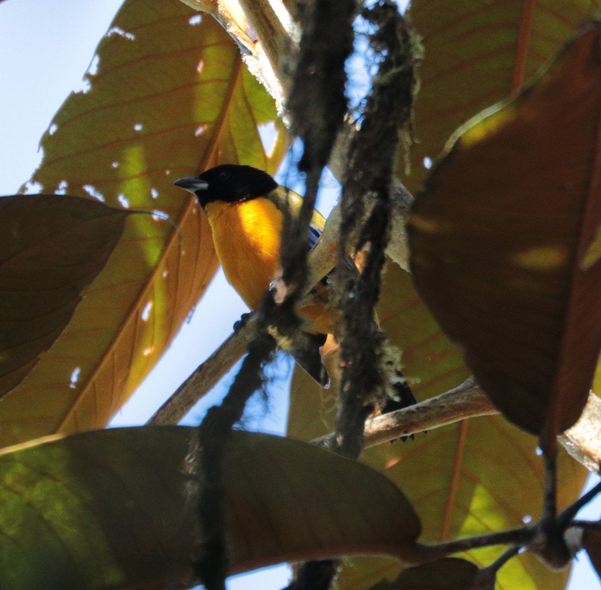 Black-chinned Mountain Tanager - ML624588031