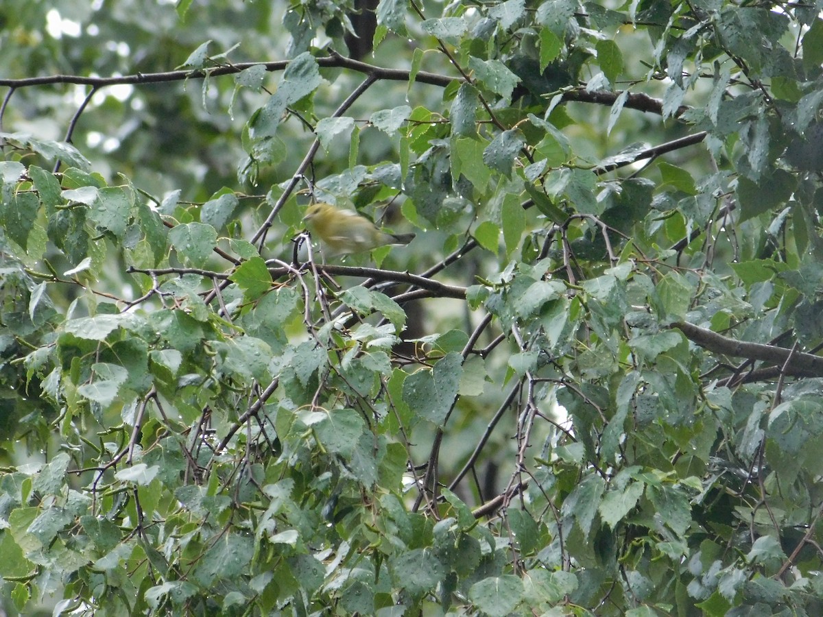 Bay-breasted Warbler - ML624588032